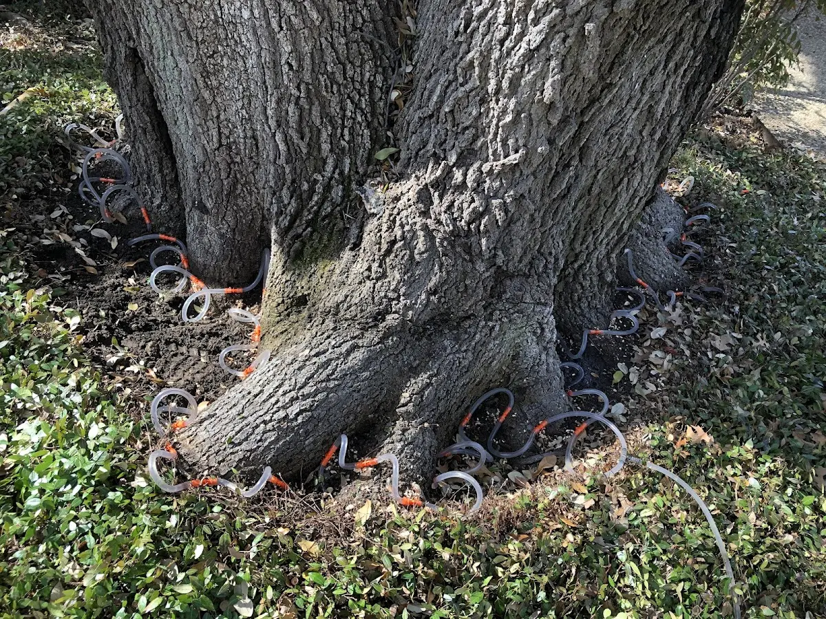 Detailed Tree Cabling and Bracing job site in Charlemont
