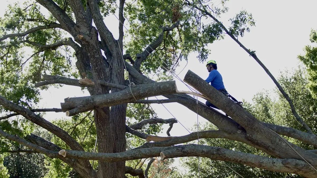 Professional Crown Thinning performed by certified arborists in Charlemont