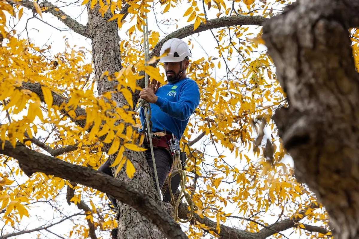 Skilled Tree Planing crew working in Charlemont