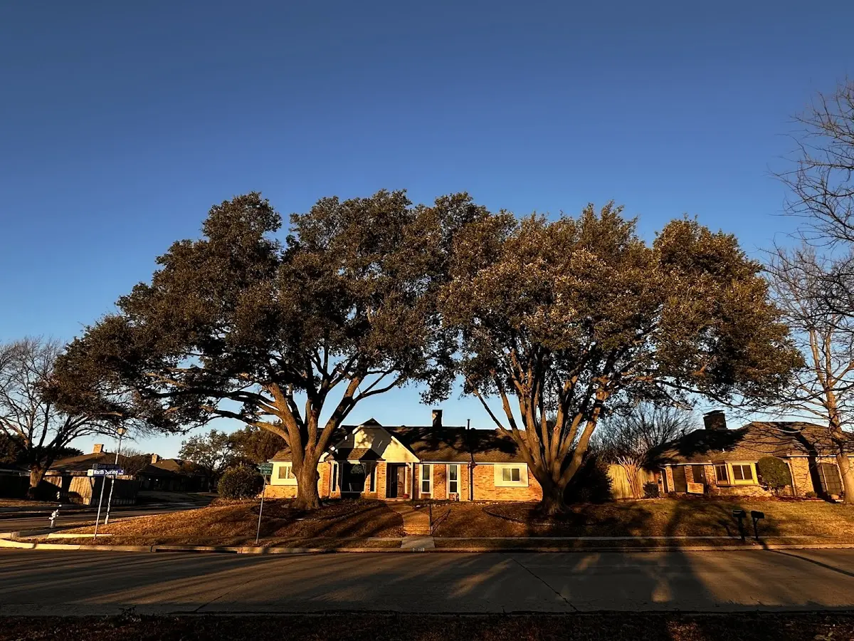 Established residential canopy tree shading a home in Charlemont